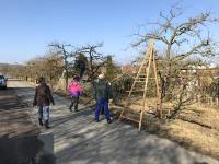 Obstbaumschnitt entlang der Schrebergartenanlage